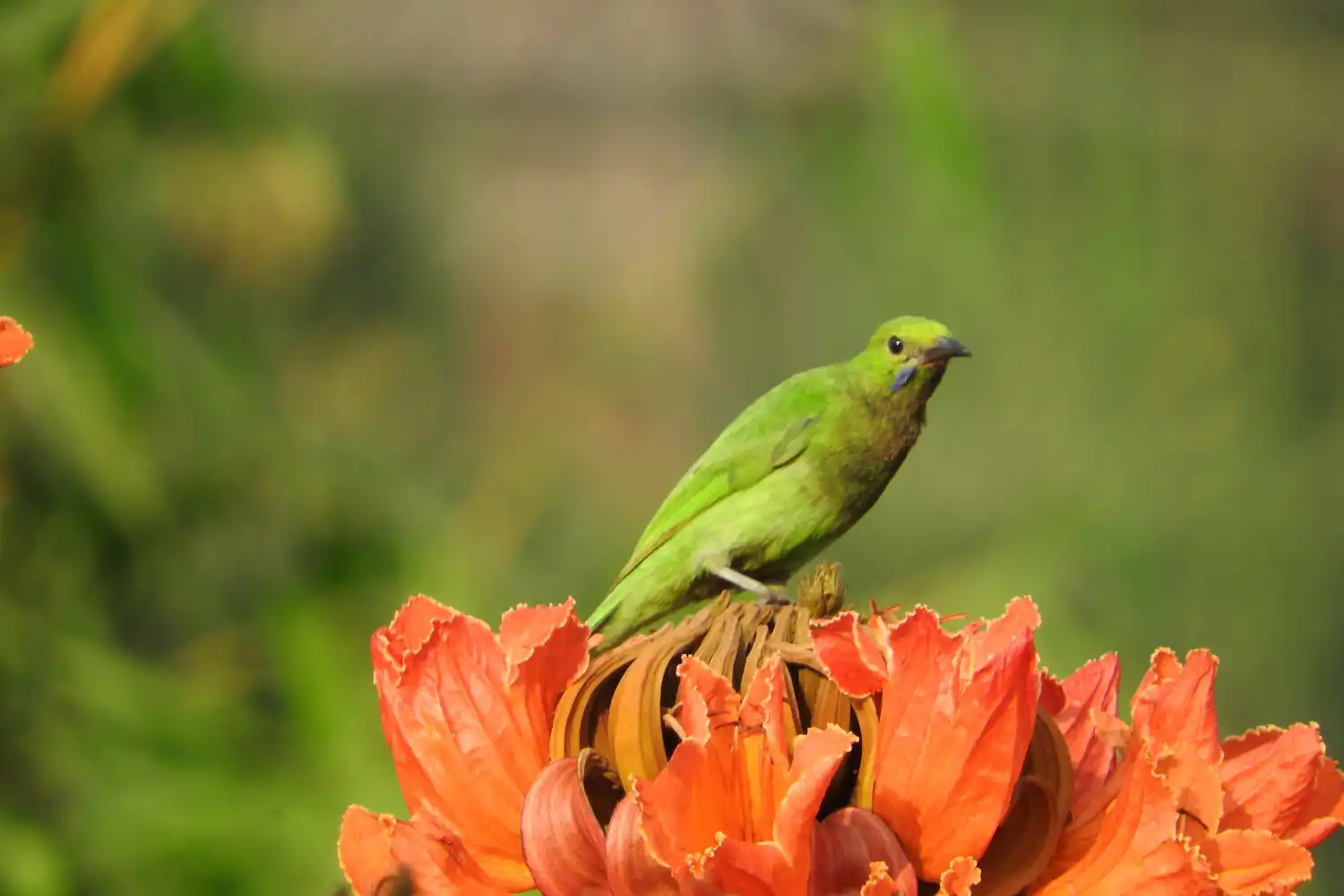 Jerdon's Leaf bird on an African Tulip tree near the pool