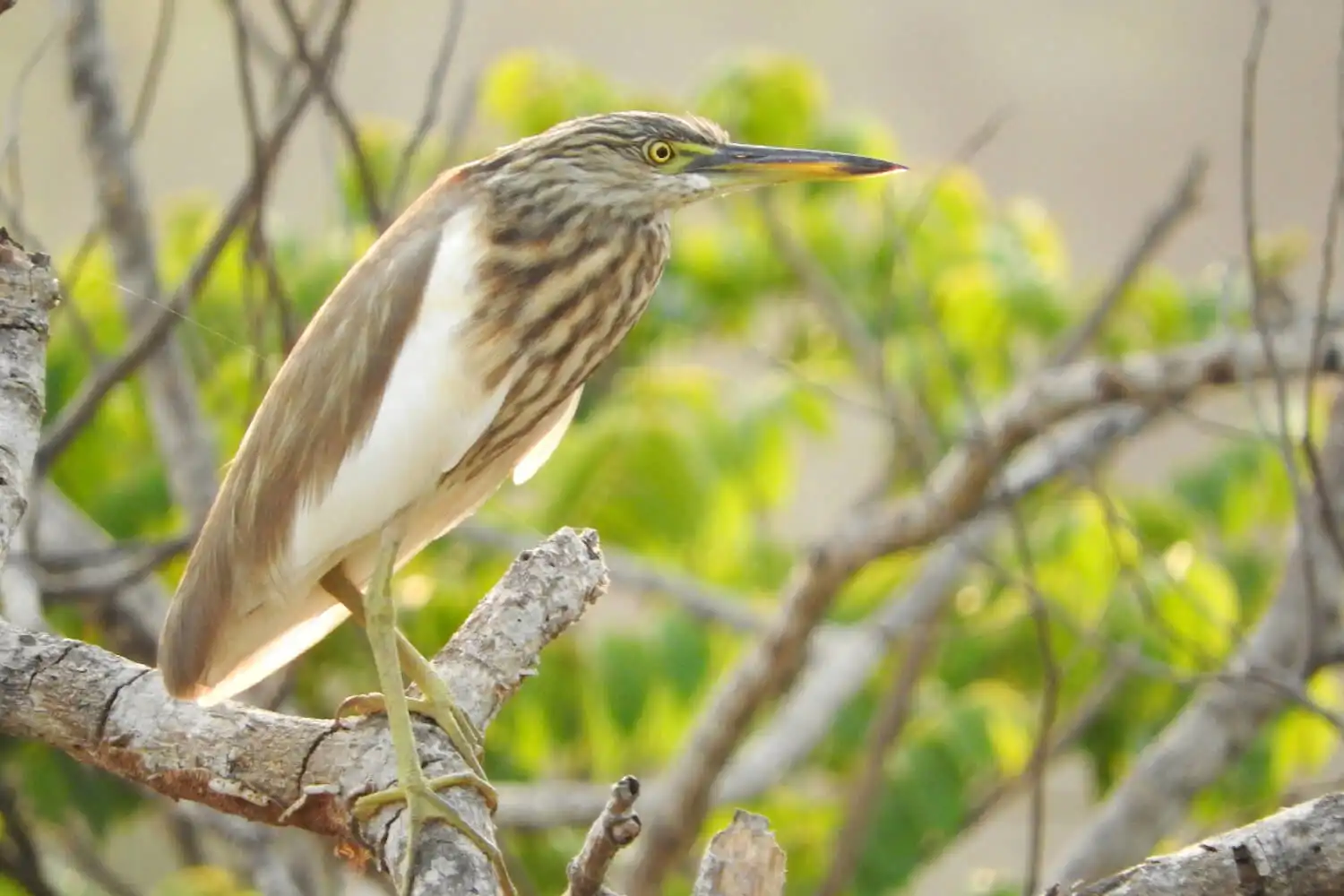 Pond Heron