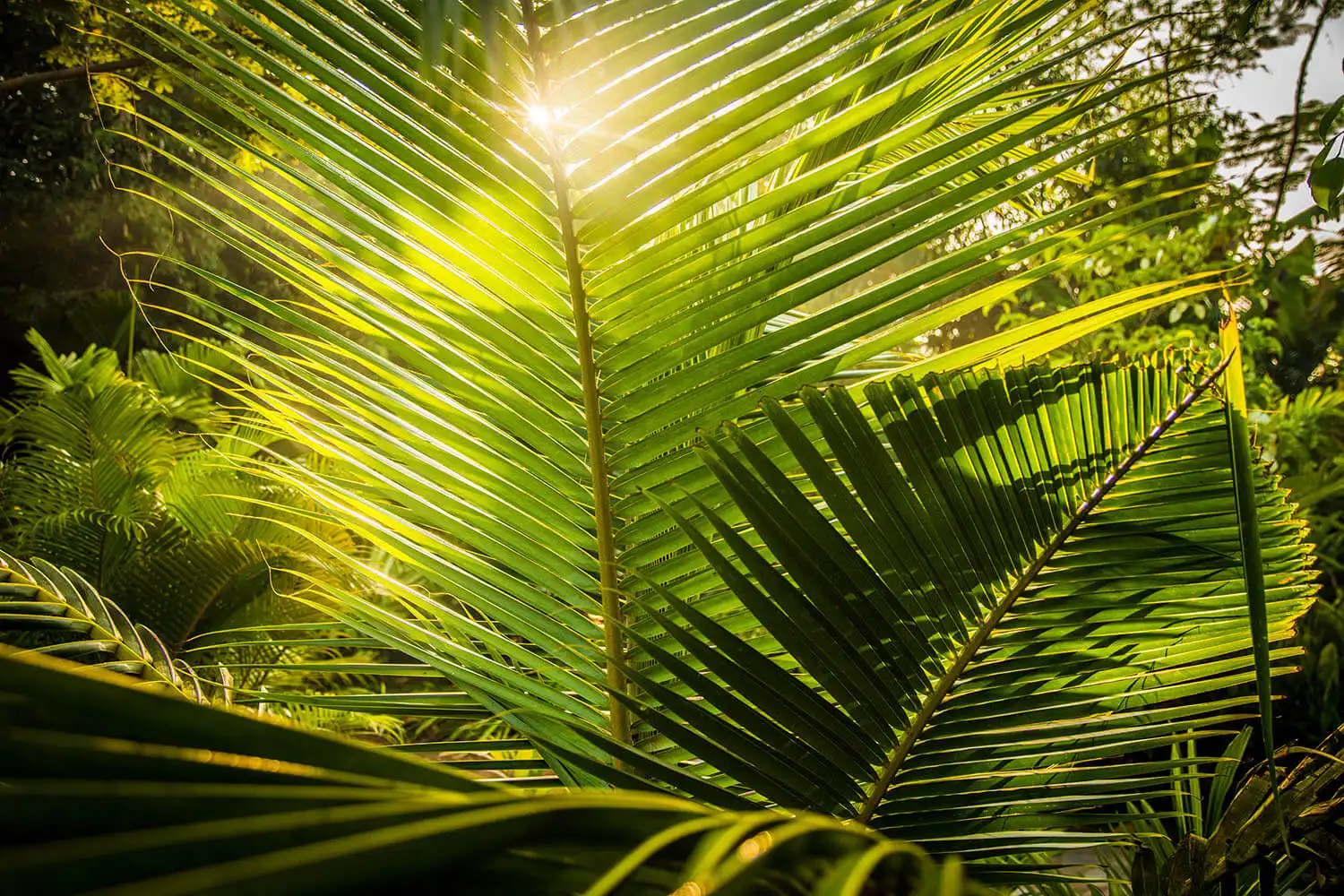 Sunlight through the palms
