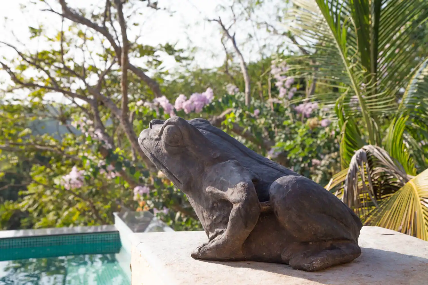 Frogs guard the pool