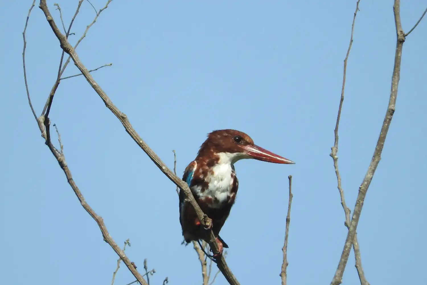 White throated Kingfisher