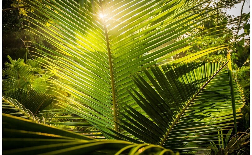 Coconut palms play with the sun