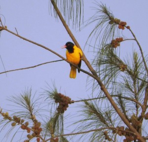 Asian Koel